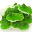 Vidal Gummi Green Frogs