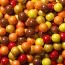 Autumn Mix Sixlets ~ 2lbs  